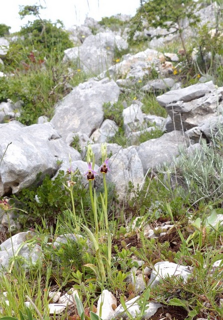 Ophrys crabronifera & Ophrys holosericea sp. � Monti Lucretili  (Roma).